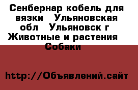 Сенбернар кобель для вязки - Ульяновская обл., Ульяновск г. Животные и растения » Собаки   